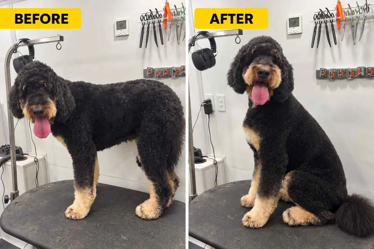 Bernedoodle before and after a haircut by Brush Hour Mobile Dog Grooming in the San Francisco Bay Area