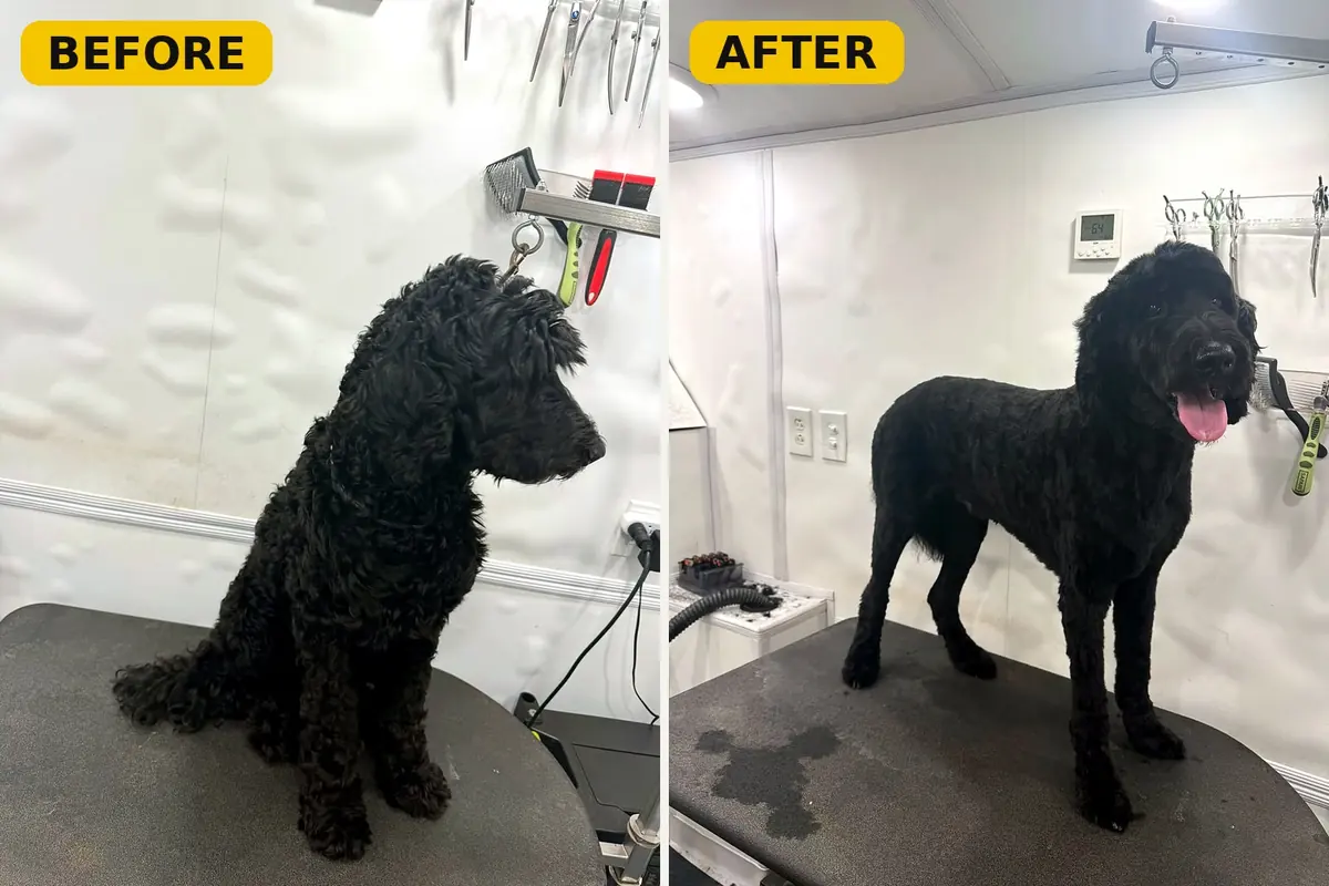 Black Doodle before and after a haircut by Brush Hour Mobile Dog Grooming in the San Francisco Bay Area