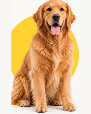 Large dog (Golden Retriever)