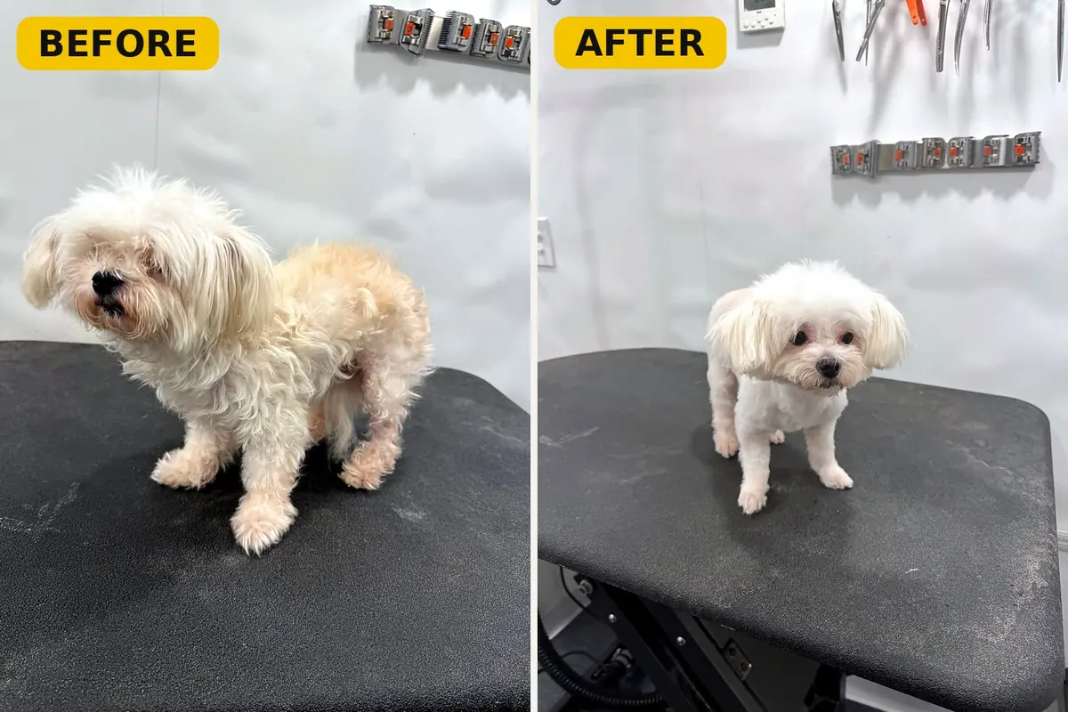 Maltese before and after grooming by Brush Hour Mobile Dog Grooming in the San Francisco Bay Area
