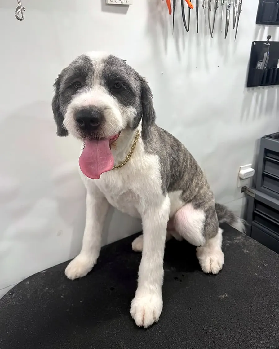Sheepadoodle after grooming, sitting on the grooming table inside the Brush Hour mobile grooming van