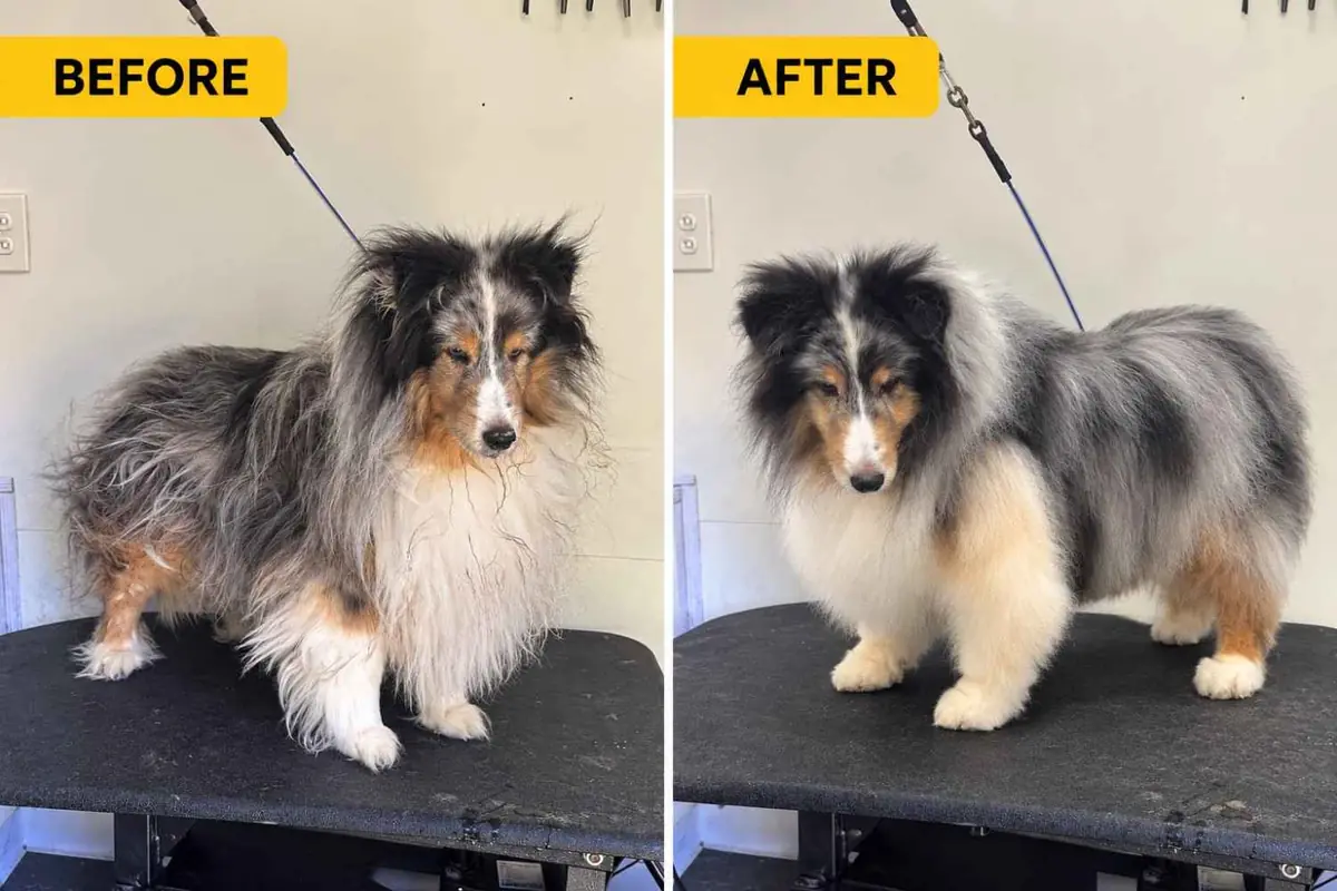 Shetland Sheepdog before and after grooming by Brush Hour Mobile Dog Grooming in the San Francisco Bay Area